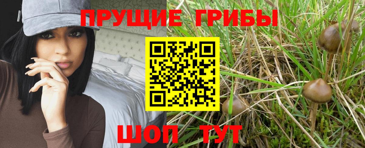 Псилоцибиновые грибы Cubensis Малоярославец